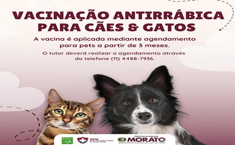 Vacinação antirrábica em cães e gatos é realizada durante todo o ano mediante agendamento